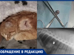 Жуткая история со стрельбой по котам произошла в Богучарском районе 