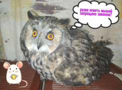 Истерзанную редкую для города птицу нашли у воронежского СИЗО