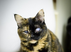 Житель Воронежа приютил дома «осиротевшую» слепую кошку (ФОТО)