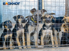 Приют для бездомных собак построят в Воронеже