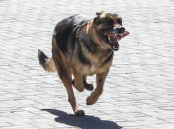 Новый очаг бешенства нашли в воронежском райцентре