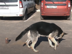 Милота спасет мир: опубликован репортаж о работе воронежских собак-саперов 
