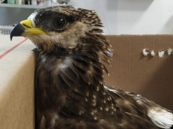 Чуда не случилось: печальную новость рассказали воронежцам волонтеры