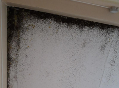 Разноцветной плесенью прославили воронежскую больницу