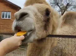 Как обитатели зоопарка готовятся к зиме, рассказали в Воронеже 