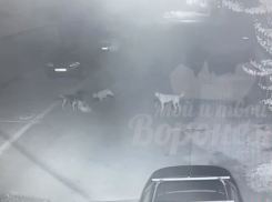 Стая собак набросилась на кошку в Воронеже – опубликовано видео  