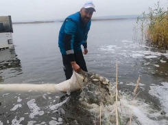 Сто тысяч мальков сазана и толстолобика выпустили в воронежское водохранилище