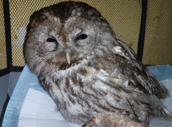 Воронежские зоозащитники спасли сову, сбитую машиной