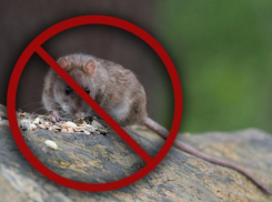 Вонь – пошла вон: воронежцев избавляют от крыс, насекомых и запахов, озонируя помещения  