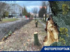 Убийство во имя дублёра МП: огрызки рябиновой аллеи показали на фото в Воронеже