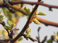 Почему весна – испытание на прочность, рассказали воронежцам