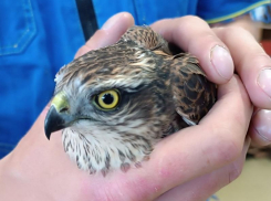 Юного ястреба 3 дня не могли поймать на воронежском складе