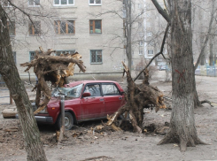 Дерево раздавило «семерку» в Воронеже (ФОТО)