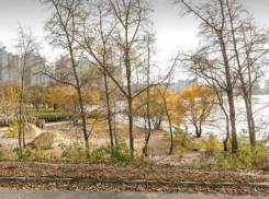 Обнаружен очаг бешенства рядом с популярным парком в Воронеже