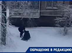 Нападение стаффорда на небольшую собачку сняли на видео в воронежском дворе