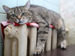 В Воронеже в 83 домах отключили отопление 