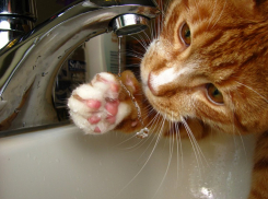 В Воронеже изменились сроки отключения горячей воды