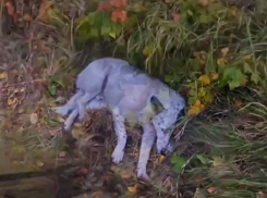 Полицейские спасли сбитую бездомную собаку под Воронежем