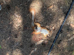 Простреленные трупы белок обнаружили в Воронеже