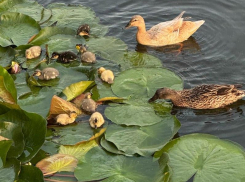 Пушистая семья покоряет сердечки воронежцев