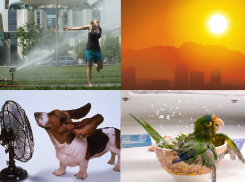 В ближайшее время в Воронеже будет жарко