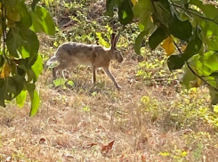 Анти-Трусохвостик: cамый смелый заяц вышел гулять по Воронежу