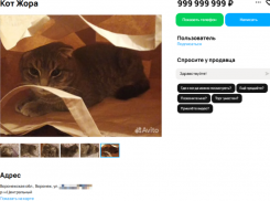Необычного лекаря выставили на продажу за космическую сумму в Воронеже 