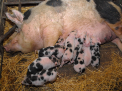 Аграрии из Воронежской области отрицают обвинения в распространении африканской чумы свиней