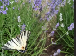 Редчайшую бабочку заметили в воронежской лаванде
