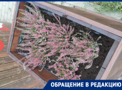 Ценители прекрасного «раздели» клумбу на День города в Воронеже