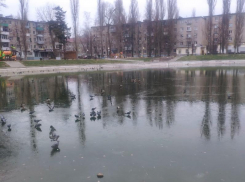 «Оставьте уточек в покое»: воронежские экологи объяснили обеспокоенным горожанам, что утки не примерзнут ко льду 