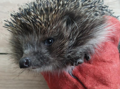 Ёжик проснулся «жирным, недовольным и раньше срока», но был спасен воронежскими волонтерами 