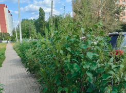 Джунгли выросли по дороге к школе в Воронеже