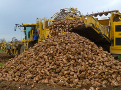 Воронежские аграрии собрали пять миллионов тонн сахарной свеклы