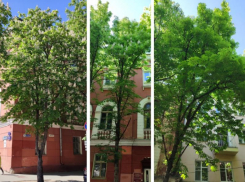 О спиливании каштанов на Комиссаржевской высказался воронежский общественник