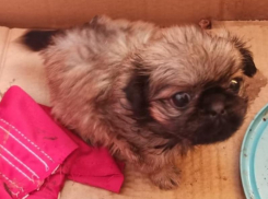 Чудесное возвращение: полицейские нашли украденного пекинеса в Воронежской области 