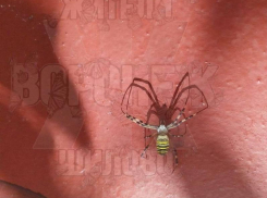 Паука-осу повстречали воронежцы