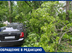 Деревопад допустили равнодушные чиновники под окнами воронежцев   