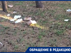 Концессионер парка «Дельфин» обвинил ворон и галок в ужасном состоянии лесной зоны