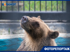 Люди и звери смешались в парке Авиастроителей в Воронеже 