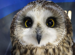 Стая ворон сломала череп воронежской сове