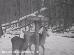 Соляную трапезу оленей сняла камера под Воронежем