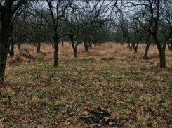 По факту кражи яблоневых садов в Воронеже в мае начнут судебное разбирательство