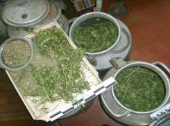 У воронежца нашли 5 килограммов марихуаны