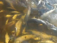 Куча мертвой рыбы напугала рыбаков Воронежской области