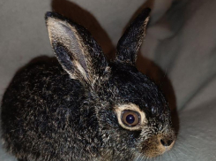 Попавшего под трактор зайчонка спасли в Воронежской области