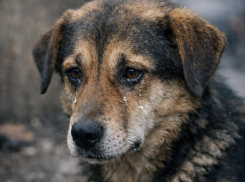 Как Байден лишился полового органа в Воронеже, выясняла полиция