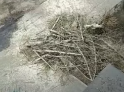 «Он зелёный, красивый! За что?»: спил тополя ранил жительницу Воронежа в самое сердце