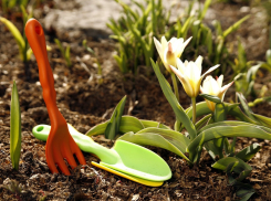 Какие садовые работы стоит провести в ближайшее время, рассказали воронежцам