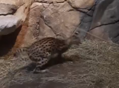 Дикую кошку, играющую в веревочку, засняли на видео в Воронеже